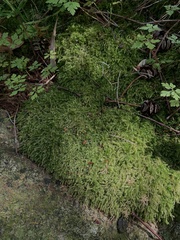 Brachythecium frigidum