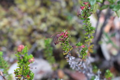 Empetrum rubrum