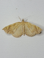 Eulithis diversilineata
