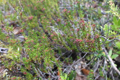 Empetrum rubrum