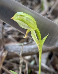 Pterostylis melagramma