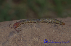 Scolopendra morsitans