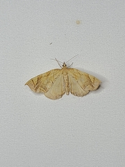 Eulithis diversilineata