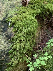 Brachythecium frigidum