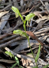 Pterostylis melagramma