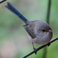 Malurus splendens splendens