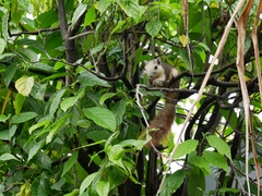 Callosciurus finlaysonii