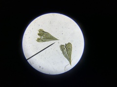 Brachythecium frigidum