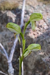 Pterostylis melagramma