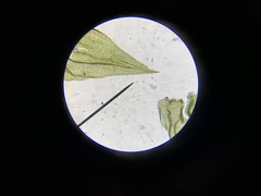 Brachythecium frigidum