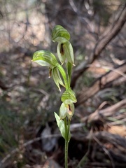 Pterostylis melagramma