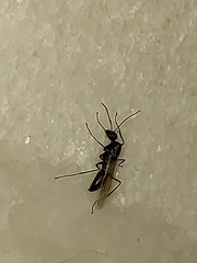 Camponotus