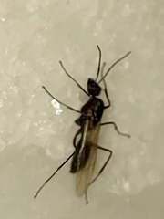 Camponotus