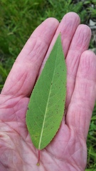 Salix eriocephala