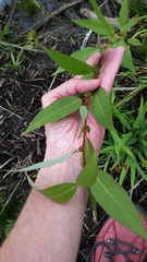 Salix eriocephala