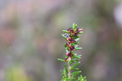 Empetrum rubrum