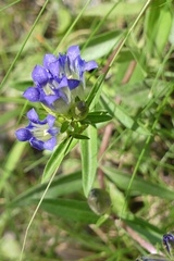 Gentiana affinis