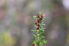 Empetrum rubrum