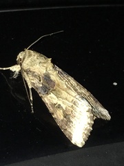 Spodoptera latifascia