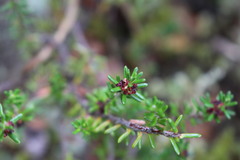 Empetrum rubrum