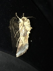 Spodoptera latifascia