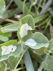 Porphyrosela minuta