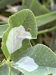 Porphyrosela minuta