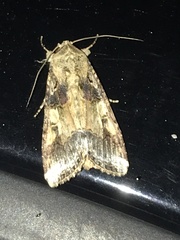 Spodoptera latifascia