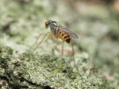 Dactylomyia
