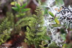Hymenophyllum dentatum image