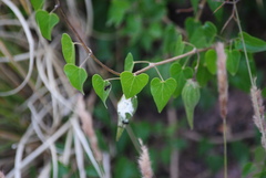 Philibertia gilliesii