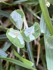 Porphyrosela minuta