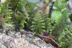 Hymenophyllum dentatum image