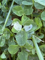 Porphyrosela minuta