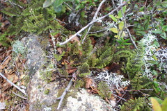 Hymenophyllum dentatum image