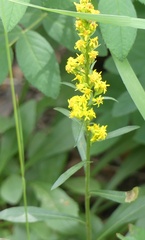 Solidago simplex