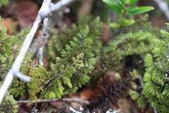 Hymenophyllum dentatum image