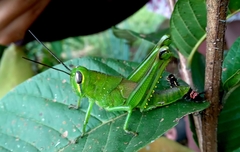 Valanga nigricornis