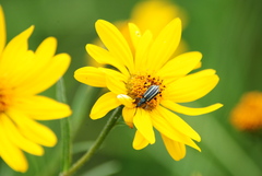 Astylus vittaticollis