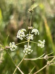 Cicuta bulbifera