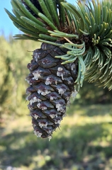 Pinus aristata