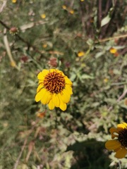 Helianthus laciniatus