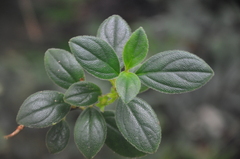 Rufodorsia