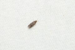 Hydroptilidae