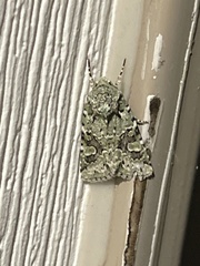 Lacinipolia laudabilis