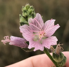Sidalcea oregana