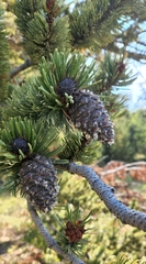 Pinus aristata