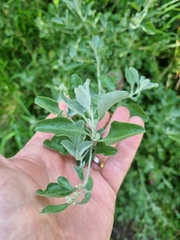 Chenopodium parabolicum