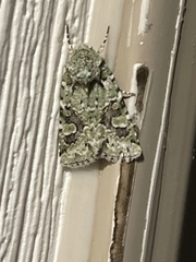 Lacinipolia laudabilis