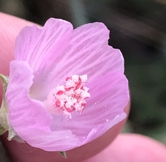 Sidalcea oregana